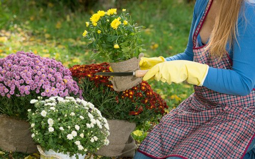 Regular mowing routine for a well-kept Tolworth garden lawn