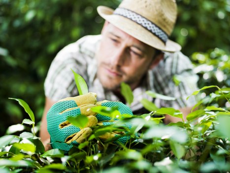 Experienced Tolworth gardeners maintaining a well-kept garden