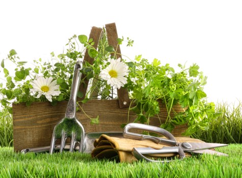 Seasonal lawn feeding and watering for Tolworth properties