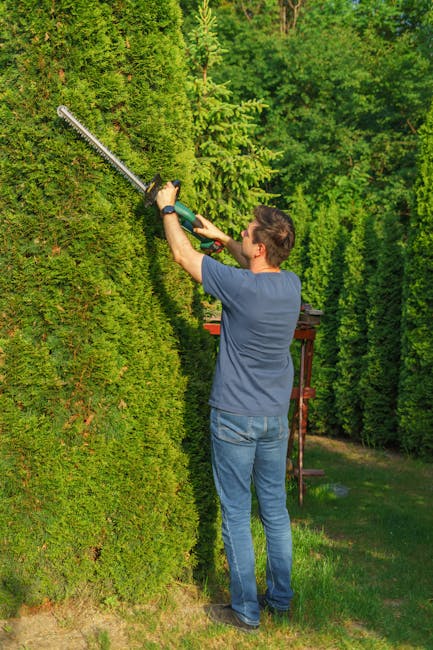 A man engaged in hedge trimming within a lush garden, using a long-handled electric hedge trimmer to carefully shape a tall, dense hedge of evergreen shrubs. The hedge, with its rich green, needle-lik