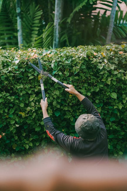 A gardener from Gardeners Tolworth, dressed in a black long-sleeve shirt and a gray cap, is trimming a dense, well-maintained hedge using long-handled pruning shears. The hedge has lush green leaves w
